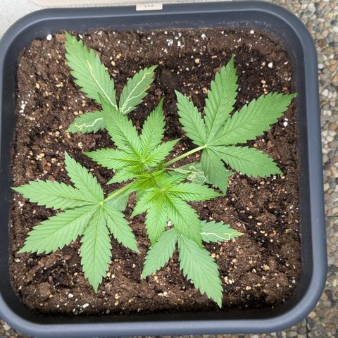 #45 Pure Power Plant Auto growlog timeline photo