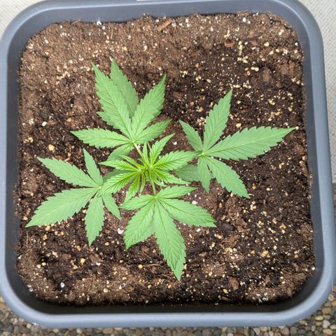 #46 Blueberry Zkittlez Auto growlog timeline photo