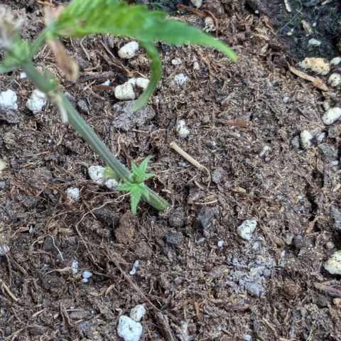 #31.4 White Widow growlog timeline photo
