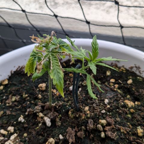 #31.10 Katzengras growlog timeline photo