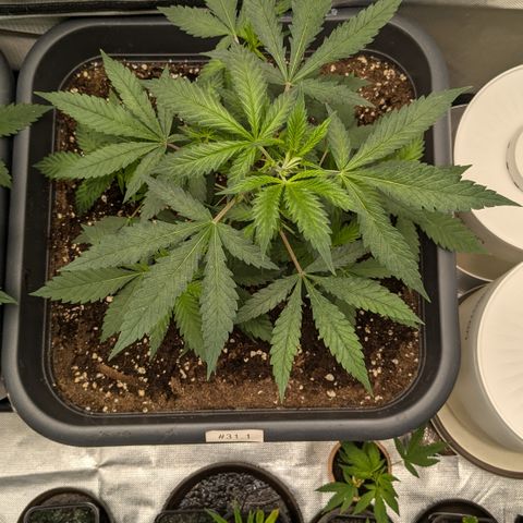 #31.1 White Widow growlog timeline photo