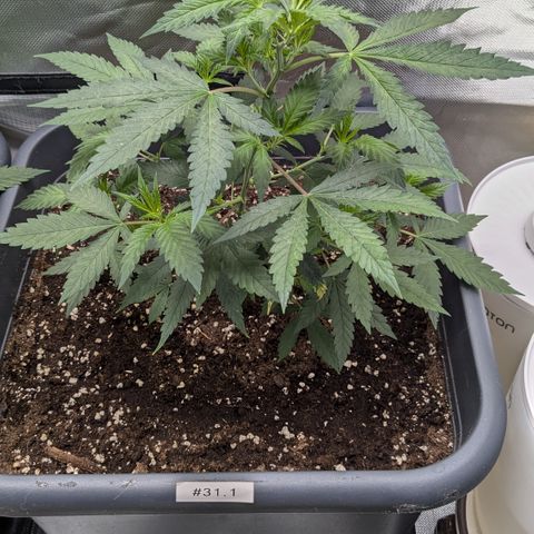 #31.1 White Widow growlog timeline photo