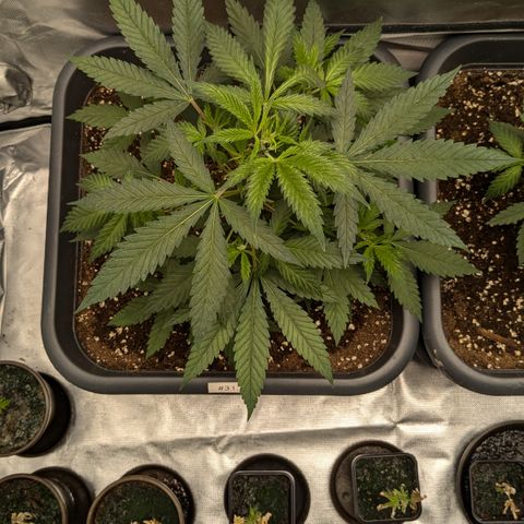 #31.2 White Widow growlog timeline photo