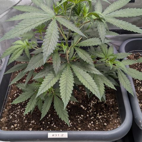 #31.2 White Widow growlog timeline photo