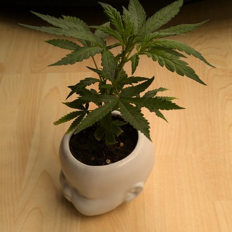 #31.9 Kiffkopp growlog timeline photo