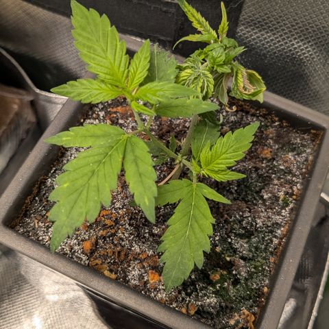 #31.5 White Widow growlog timeline photo