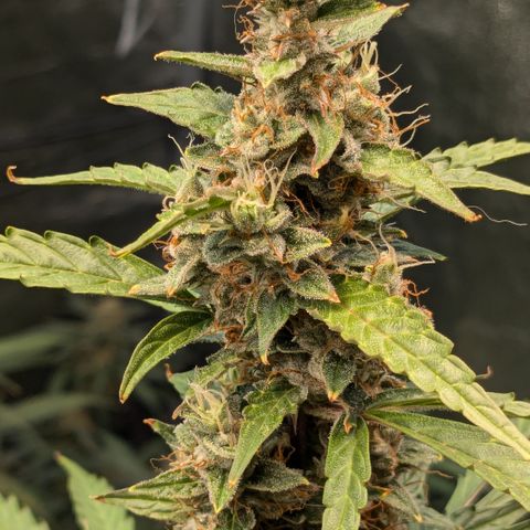 #30 Afghani #1 growlog timeline photo