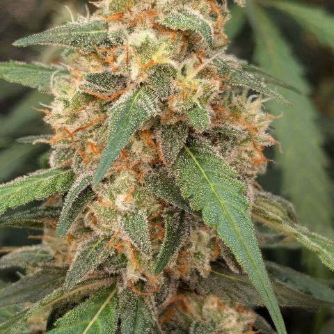 #33 Purple Skunk growlog timeline photo