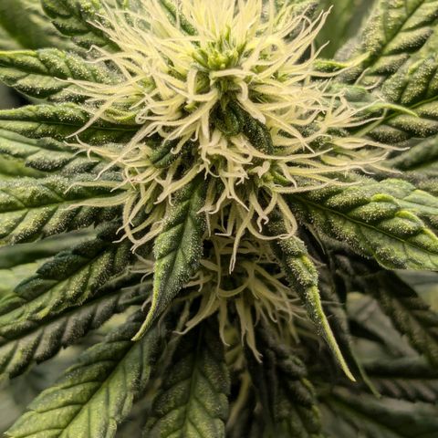 #31 White Widow growlog timeline photo