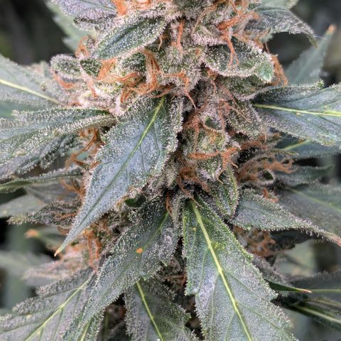 #32 Purple Skunk growlog timeline photo