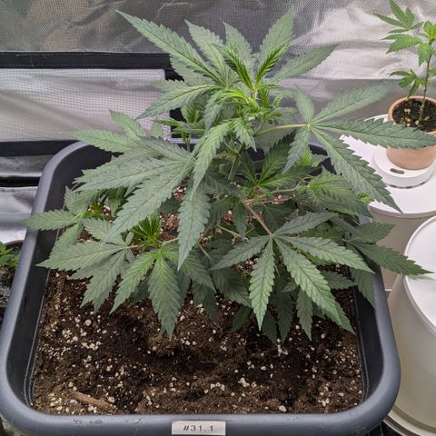#31.1 White Widow growlog timeline photo