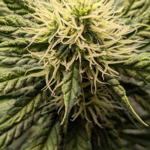 #31 White Widow growlog timeline photo
