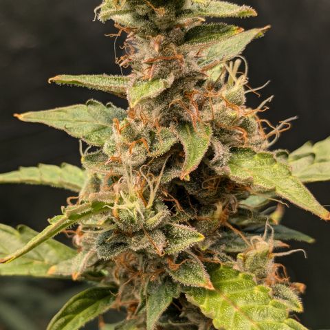 #30 Afghani #1 growlog timeline photo
