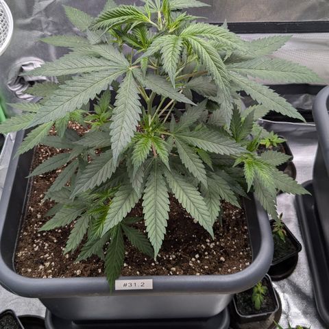 #31.2 White Widow growlog timeline photo