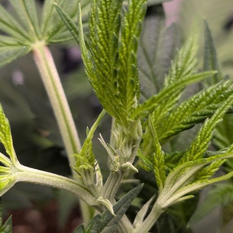 #31.2 White Widow growlog timeline photo