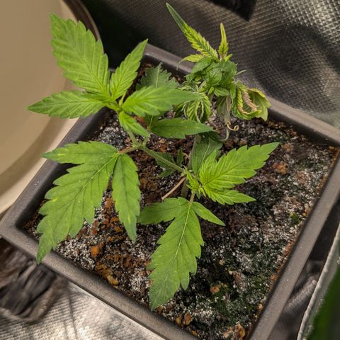 #31.5 White Widow growlog timeline photo