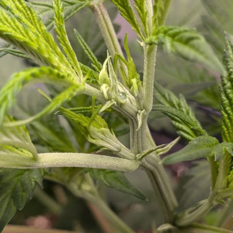 #31.1 White Widow growlog timeline photo