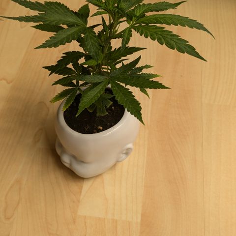 #31.9 Kiffkopp growlog timeline photo