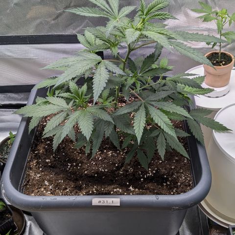 #31.1 White Widow growlog timeline photo