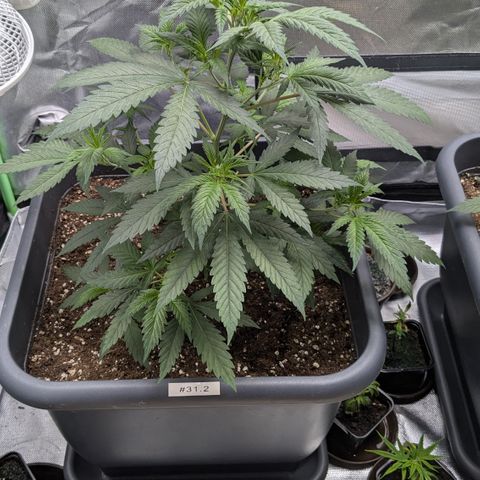 #31.2 White Widow growlog timeline photo