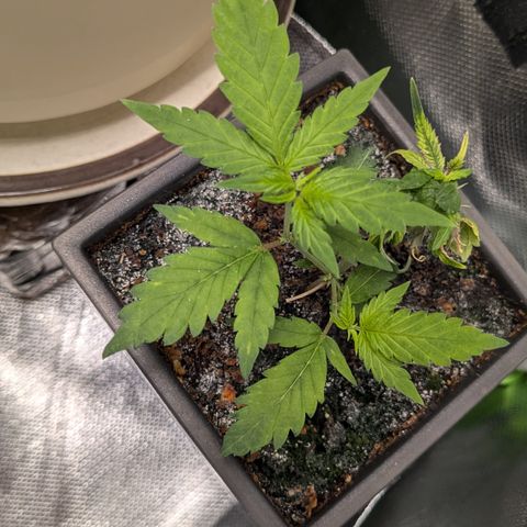 #31.5 White Widow growlog timeline photo