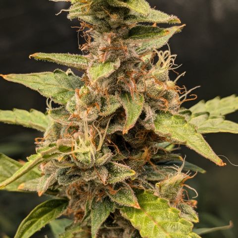 #30 Afghani #1 growlog timeline photo