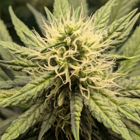 #31 White Widow growlog timeline photo