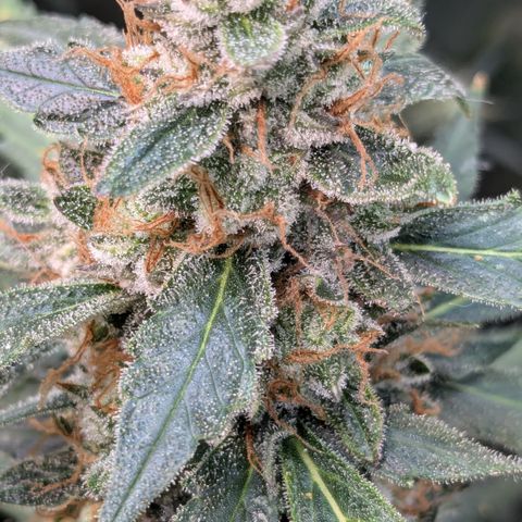 #32 Purple Skunk growlog timeline photo