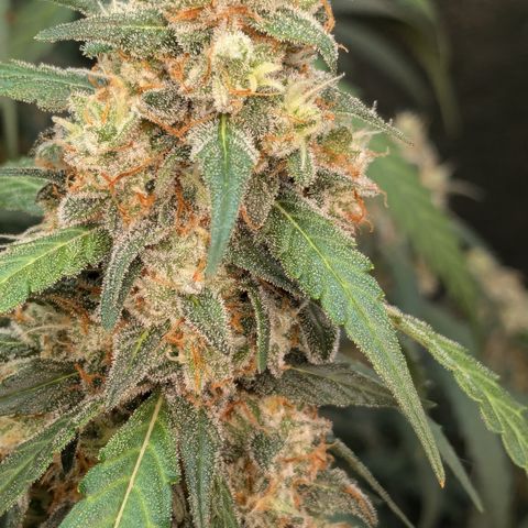 #33 Purple Skunk growlog timeline photo