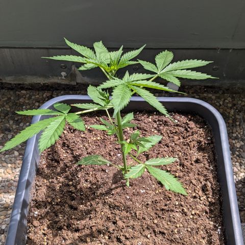 #45 Pure Power Plant Auto growlog timeline photo