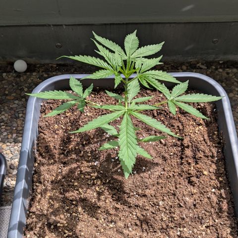 #46 Blueberry Zkittlez Auto growlog timeline photo