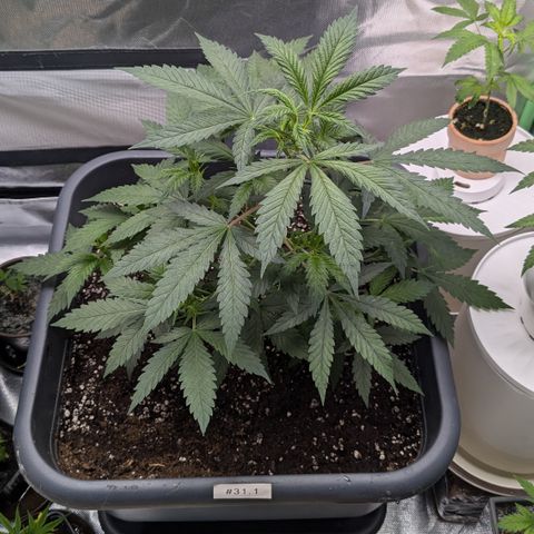#31.1 White Widow growlog timeline photo