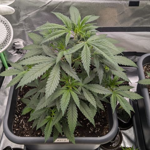 #31.2 White Widow growlog timeline photo