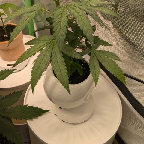 #31.9 Kiffkopp growlog timeline photo