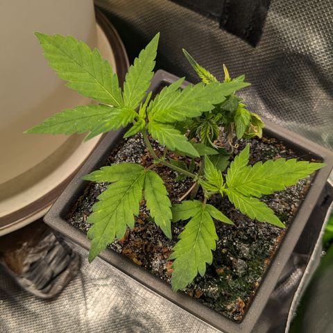 #31.5 White Widow growlog timeline photo