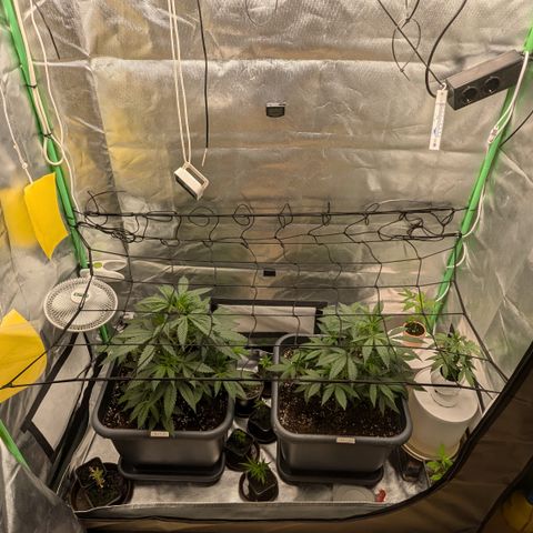 #31.1 White Widow growlog timeline photo