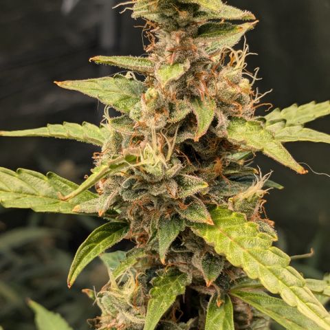#30 Afghani #1 growlog timeline photo