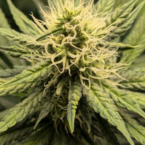 #31 White Widow growlog timeline photo