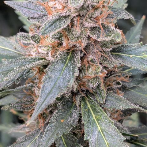 #32 Purple Skunk growlog timeline photo