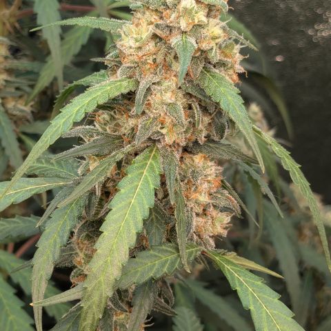 #33 Purple Skunk growlog timeline photo