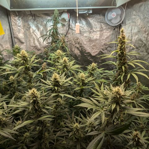 #33 Purple Skunk growlog timeline photo