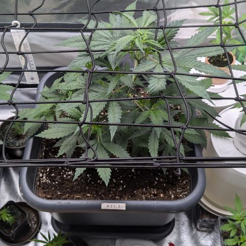 #31.1 White Widow growlog timeline photo