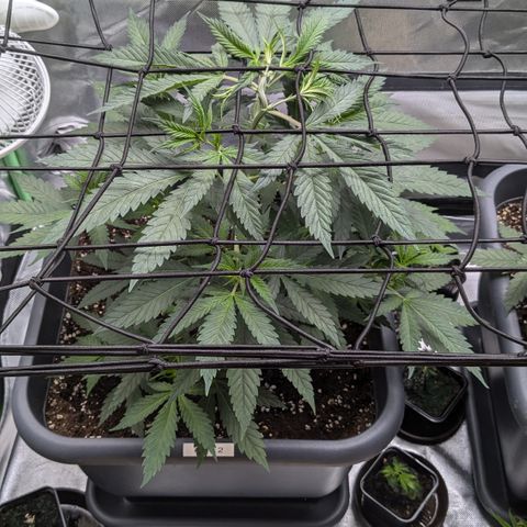 #31.2 White Widow growlog timeline photo