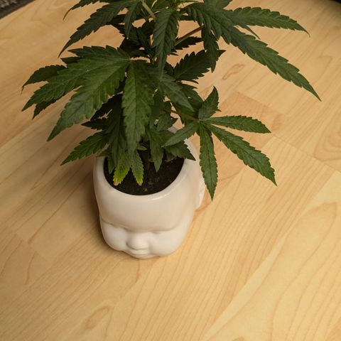 #31.9 Kiffkopp growlog timeline photo