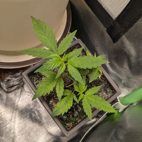 #31.5 White Widow growlog timeline photo