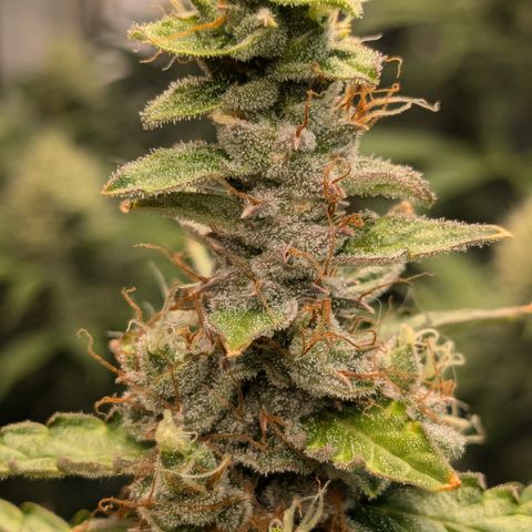 #30 Afghani #1 growlog timeline photo