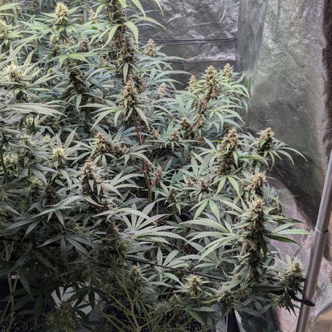#30 Afghani #1 growlog timeline photo