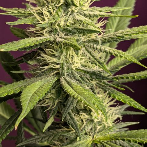 #31 White Widow growlog timeline photo