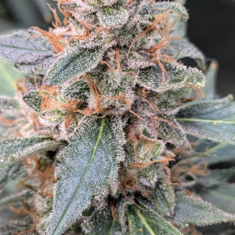 #32 Purple Skunk growlog timeline photo