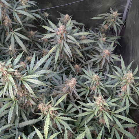 #32 Purple Skunk growlog timeline photo